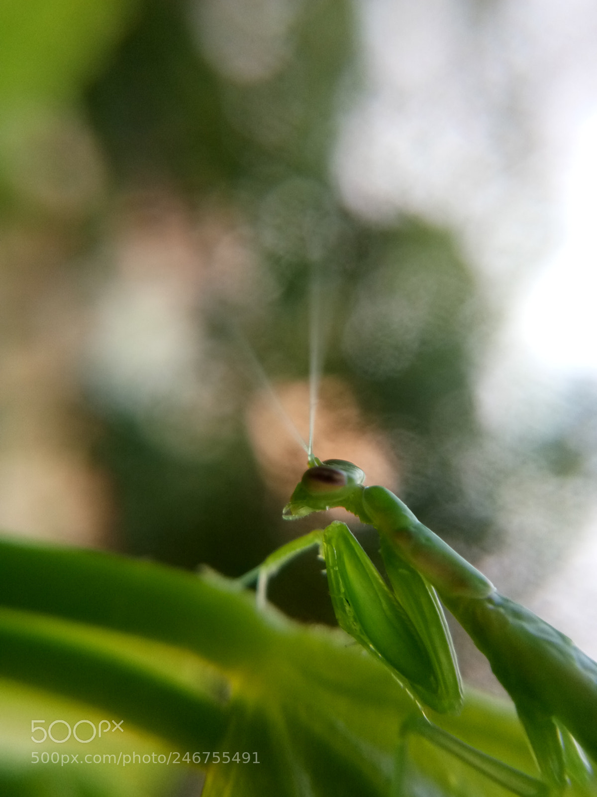 vivo 1601 sample photo. Untitled photography