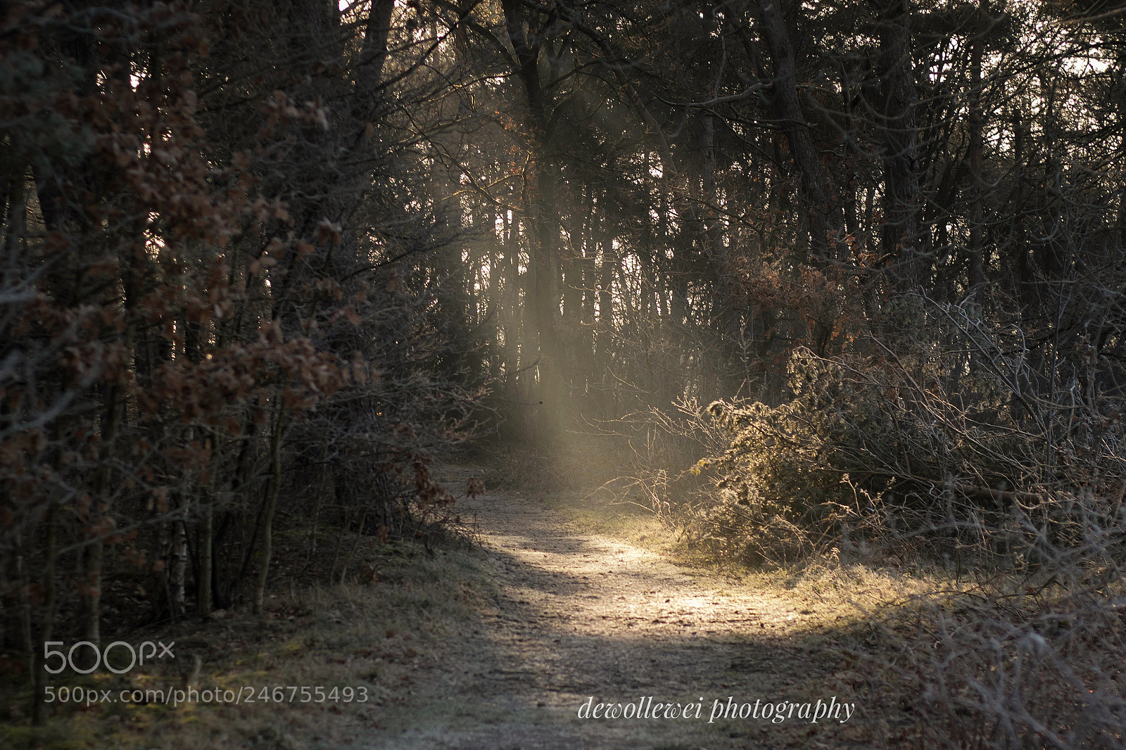 Canon EOS 7D Mark II sample photo. Winter path photography