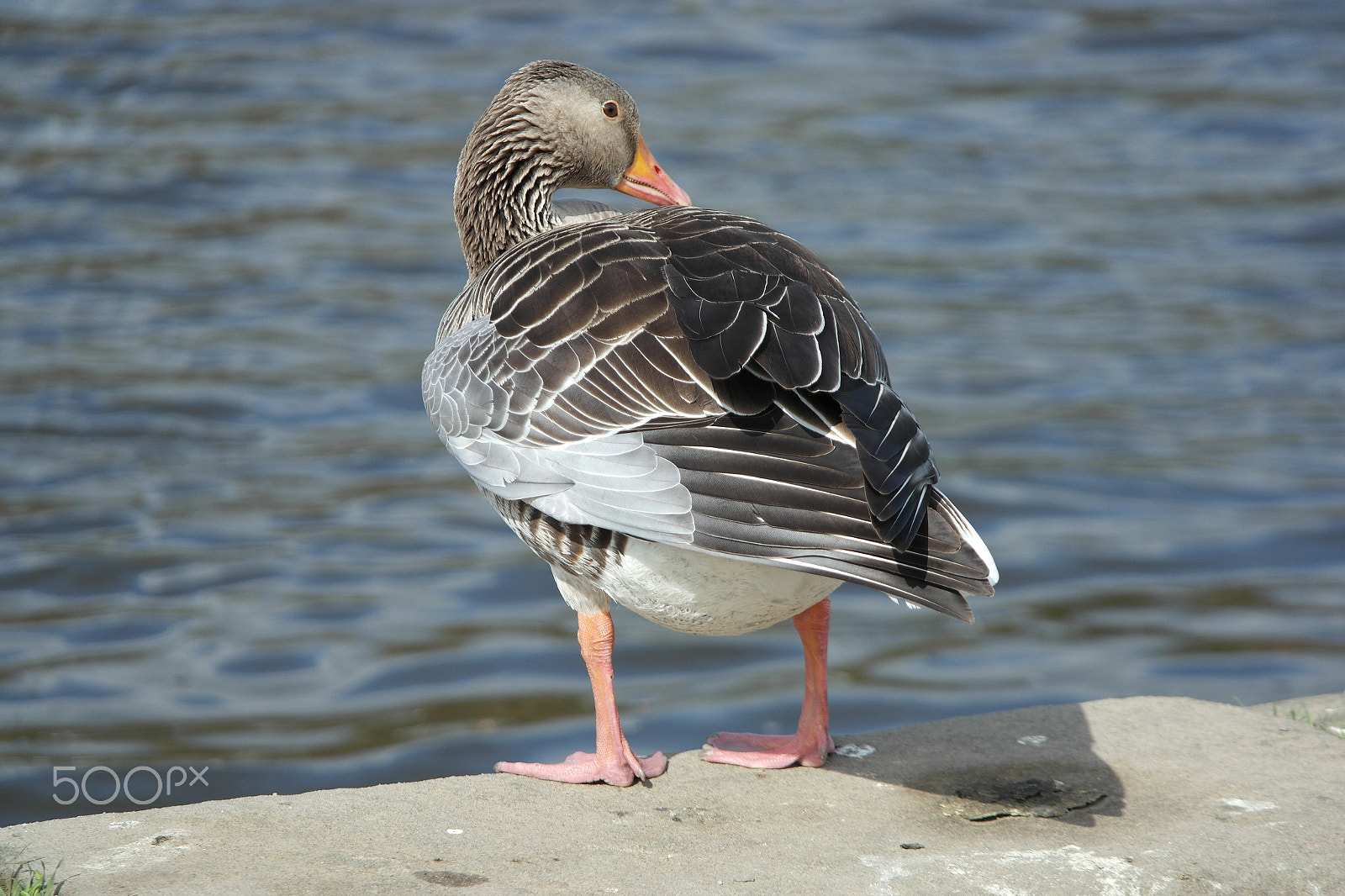 Samsung NX1100 sample photo. Duck near the river elbe by dresden photography