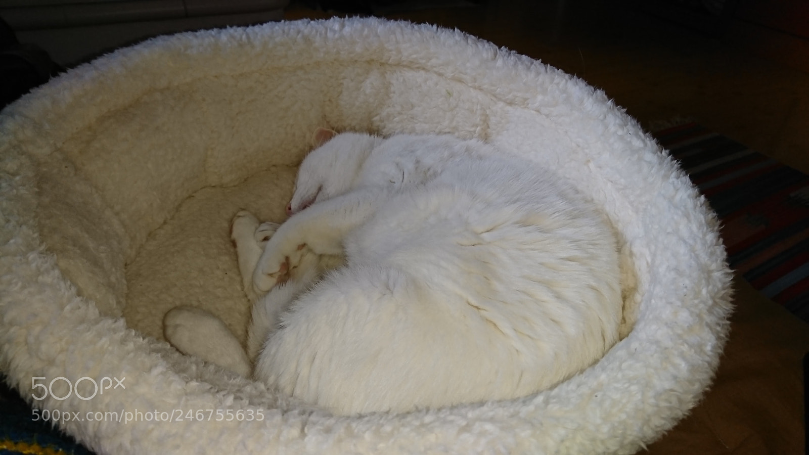 Sony Xperia XZ sample photo. Ninetto photography