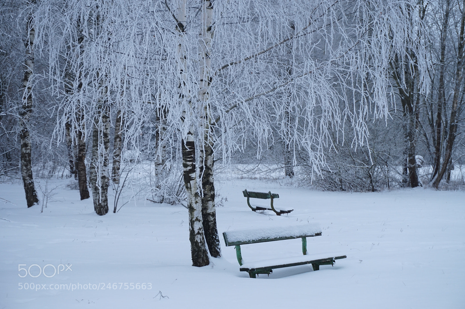 Sony Alpha a5000 (ILCE 5000) sample photo. Winter morning sun rise photography