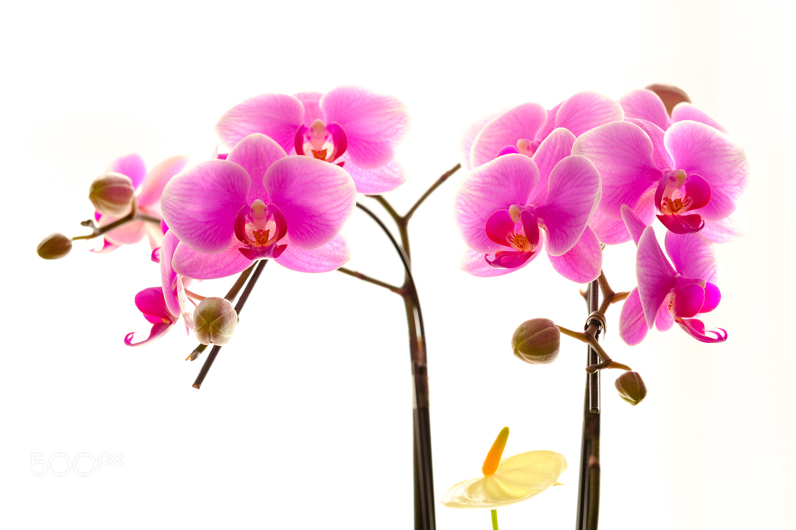 Fujifilm X-T2 sample photo. Orchid photography