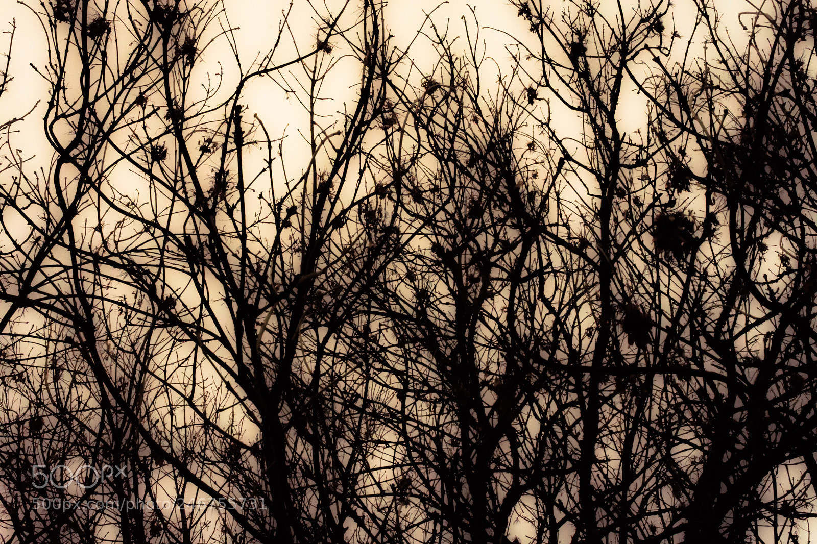 Nikon D7200 sample photo. Central park sundown photography