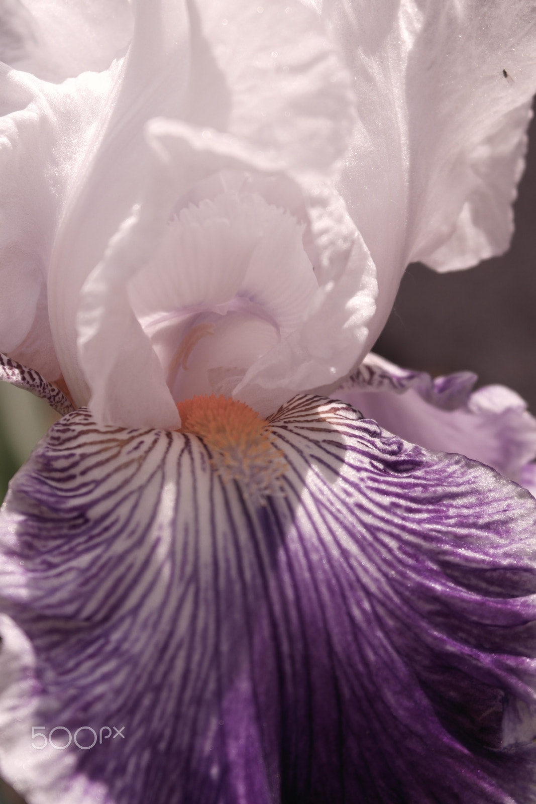 Samsung NX1100 sample photo. Orchid blossom in white and violet photography