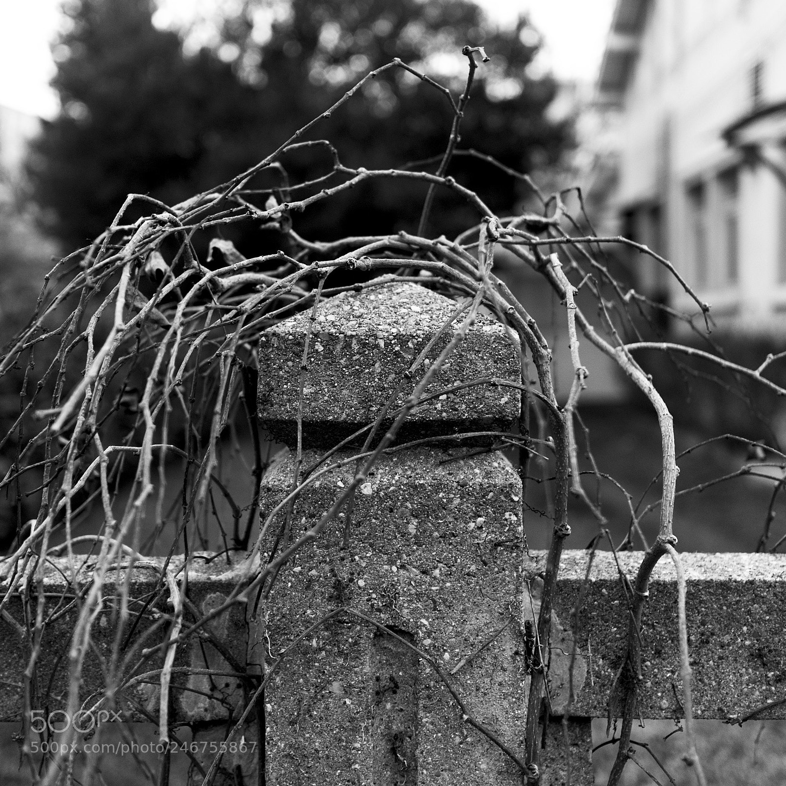 Panasonic Lumix DC-GH5 sample photo. Cheveux fous photography