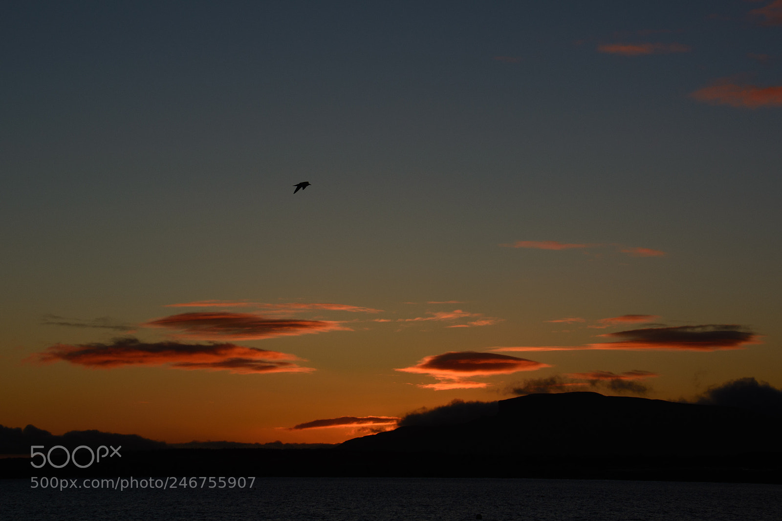 Nikon D5200 sample photo. Bird at sunrise photography