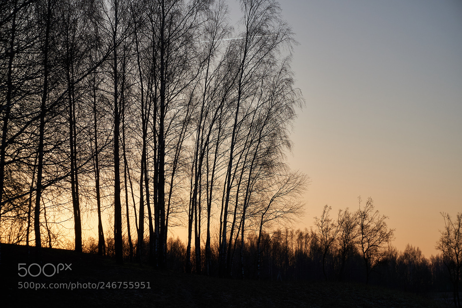 Sony Alpha a5000 (ILCE 5000) sample photo. First frost on trees photography