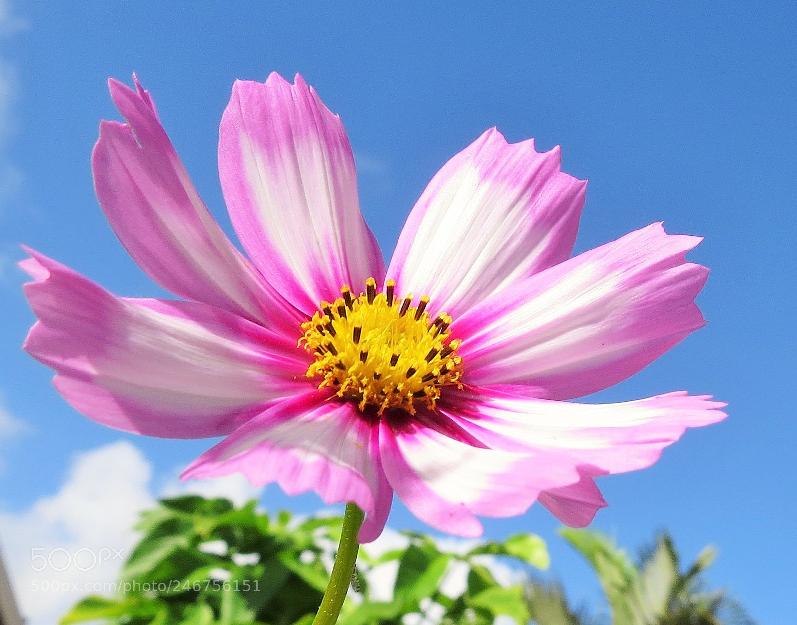 Canon PowerShot SX50 HS sample photo. () photography