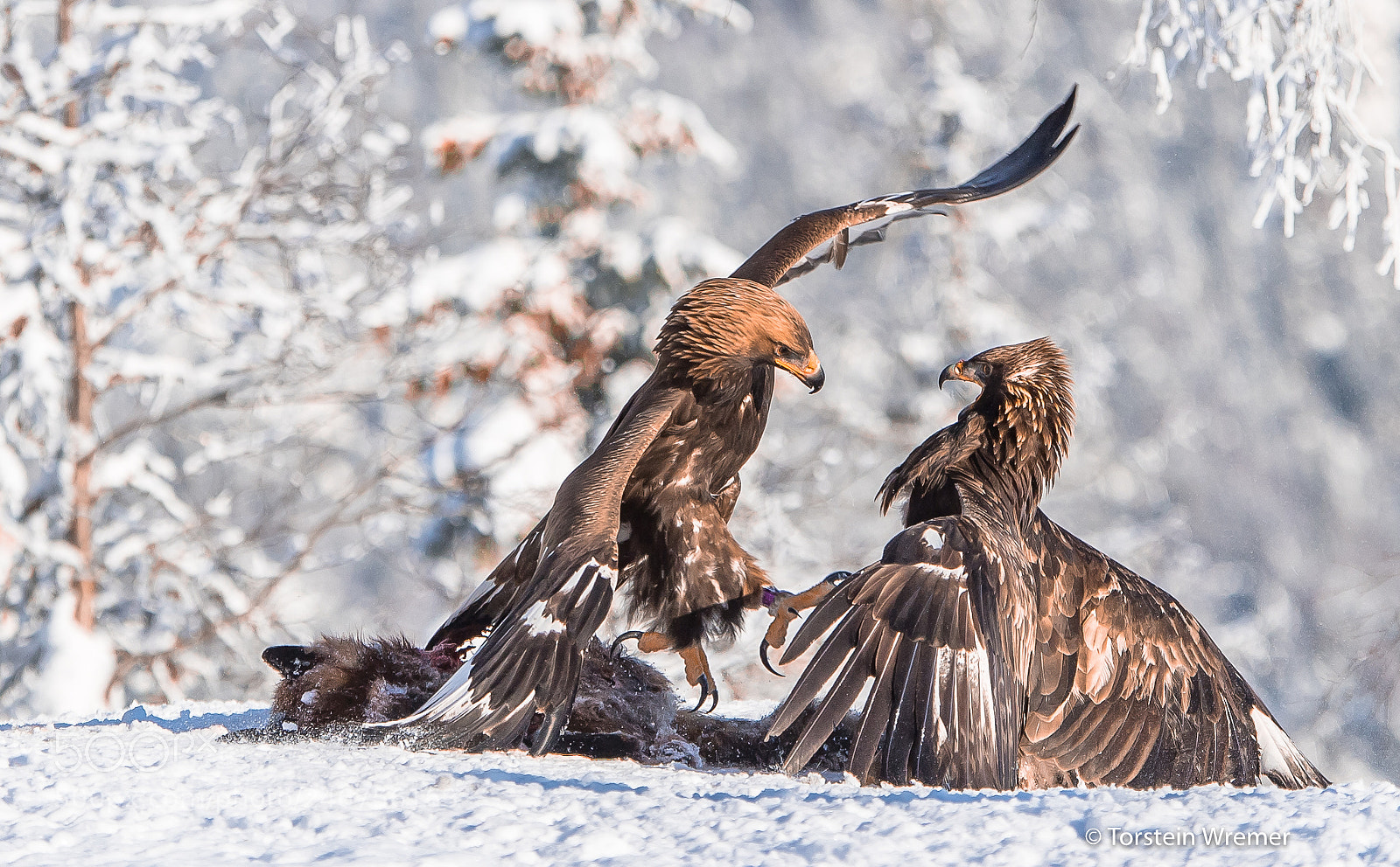 Nikon D5 sample photo. Golden eagle fight! photography