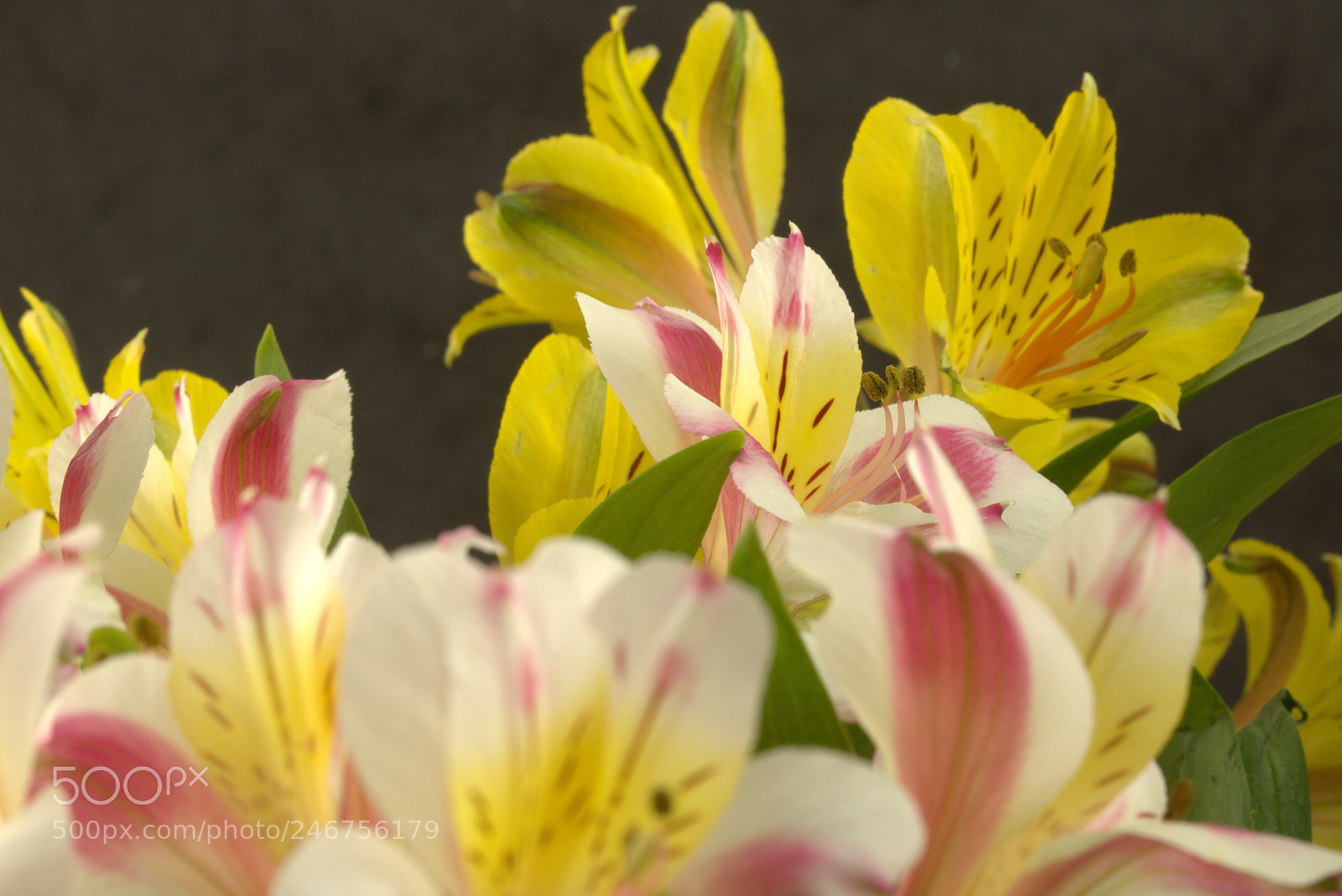 Canon EOS 750D (EOS Rebel T6i / EOS Kiss X8i) sample photo. Three musketeers photography