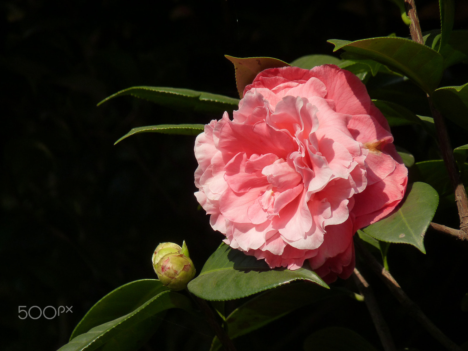 Panasonic Lumix DMC-FZ35 (Lumix DMC-FZ38) sample photo. Camellia, camellia japonica,山茶花 photography