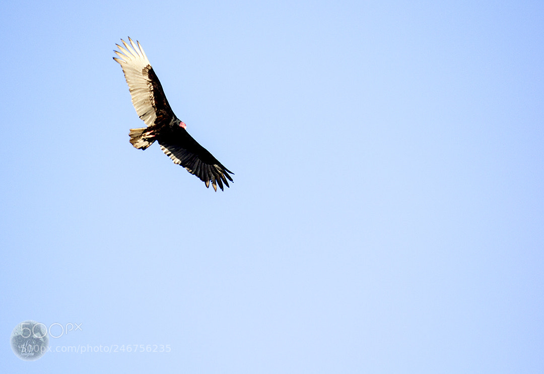 Canon EOS 60D sample photo. The turkey ran away photography