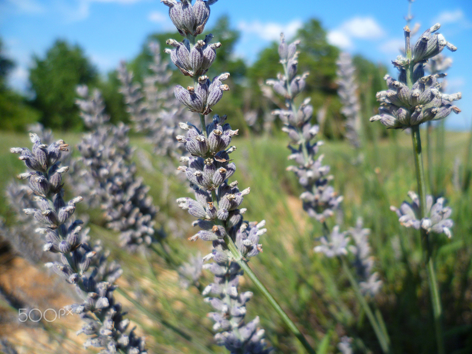 Panasonic DMC-FS11 sample photo. Lavender field in provence photography