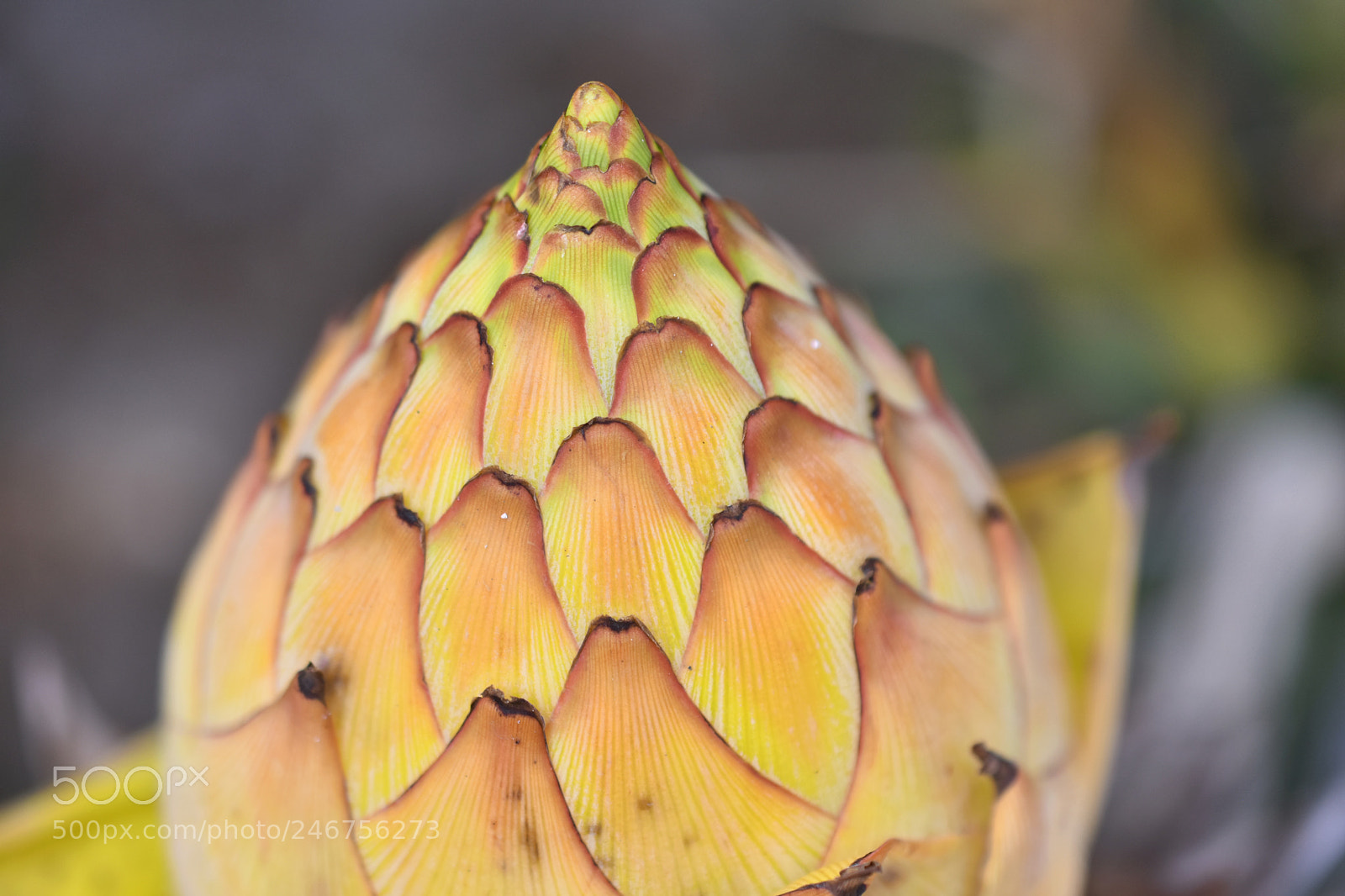 Nikon D7200 sample photo. Musella lasiocarpa photography