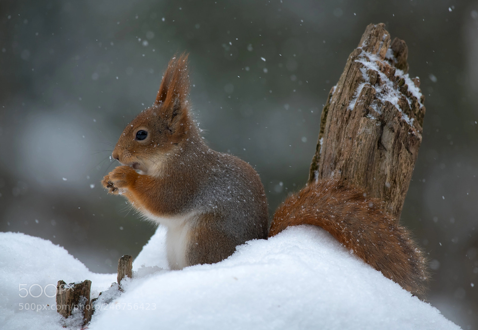 Nikon D850 sample photo. Winter in the forest photography
