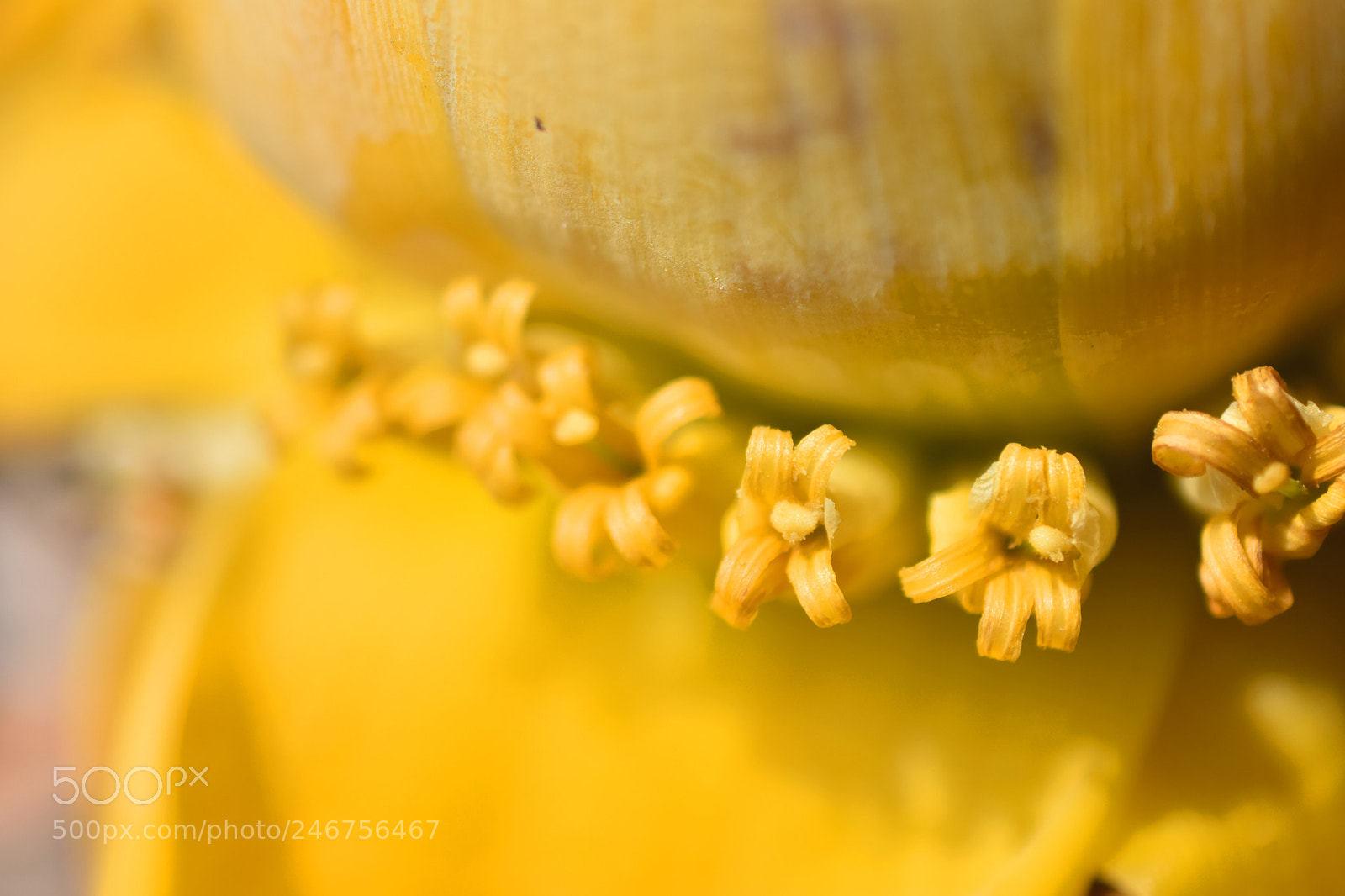 Nikon D7200 sample photo. Lasiocarpa in jufeng temple photography
