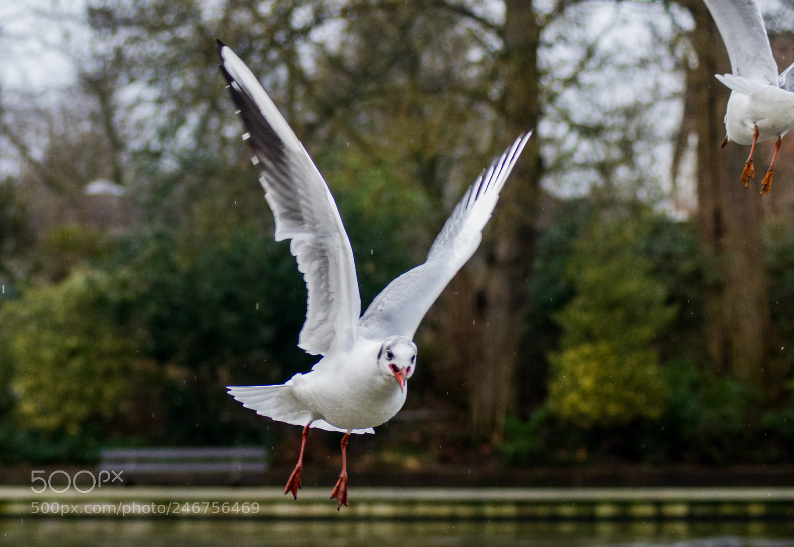 Pentax K-3 II sample photo. #bird photography