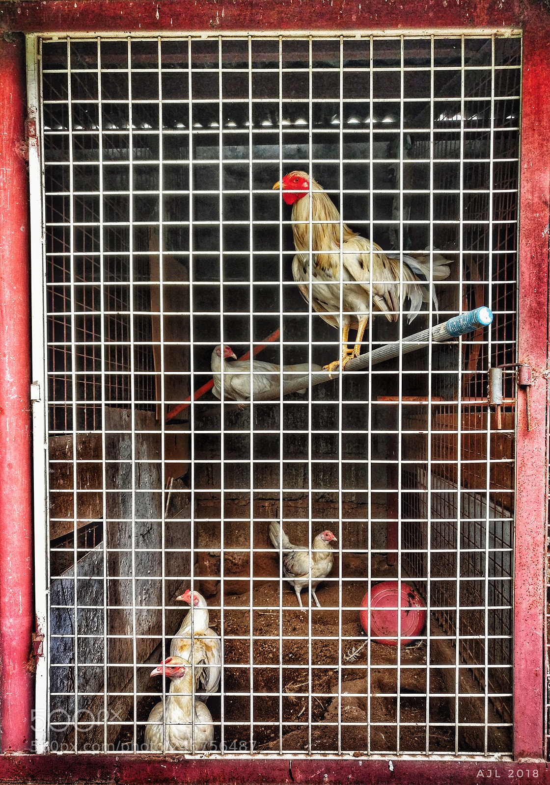 OnePlus A3003 sample photo. Caged photography