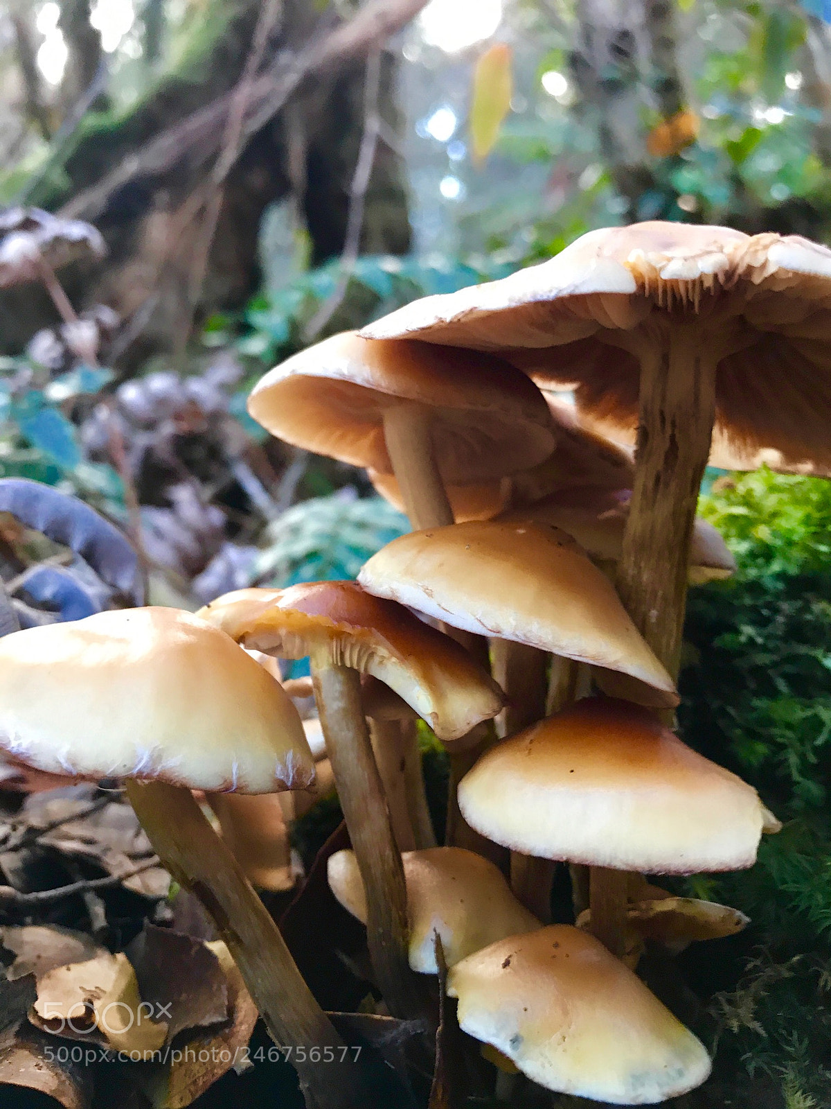 Apple iPhone 7 Plus sample photo. Mushrooms in barrington tops photography