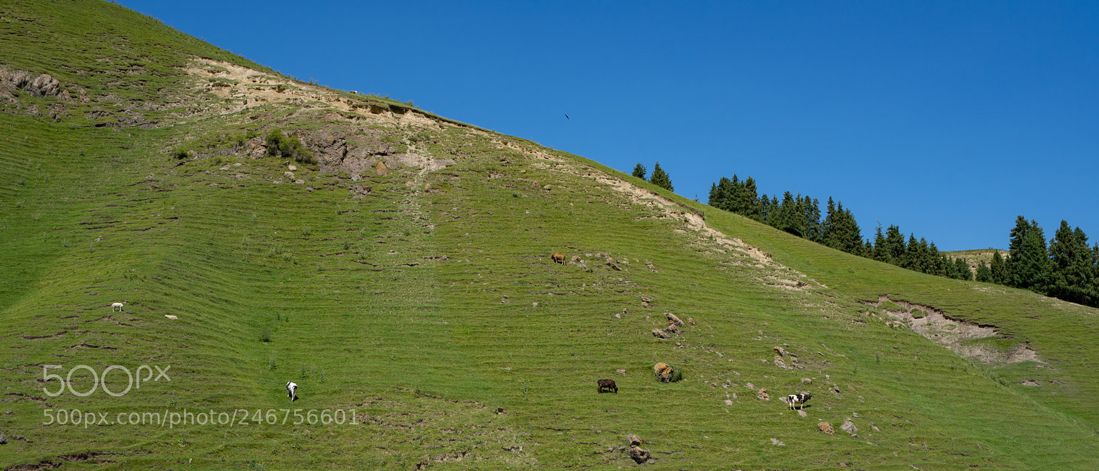 Sony a7 II sample photo. Dongdatang scenic spot 新疆东大塘景区 photography