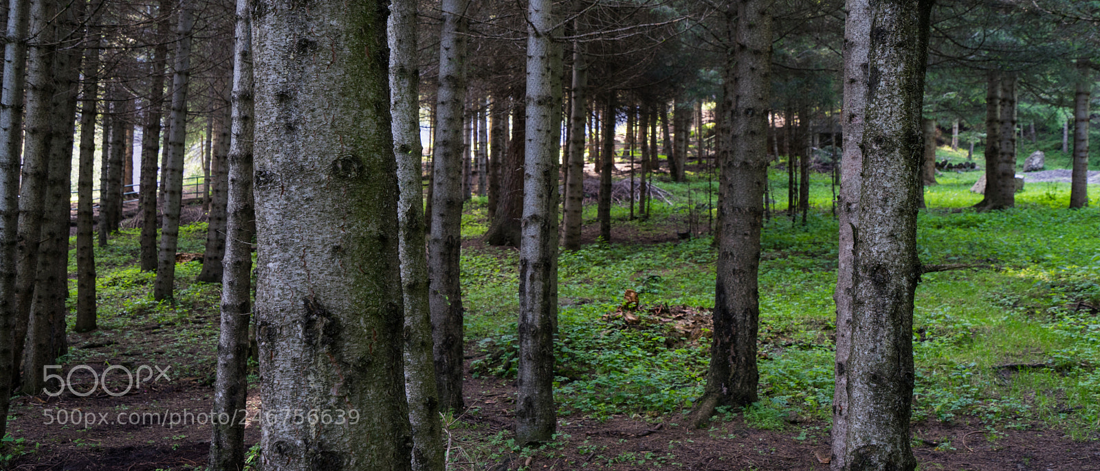 Sony a7 II sample photo. Dongdatang scenic spot 新疆东大塘景区 photography