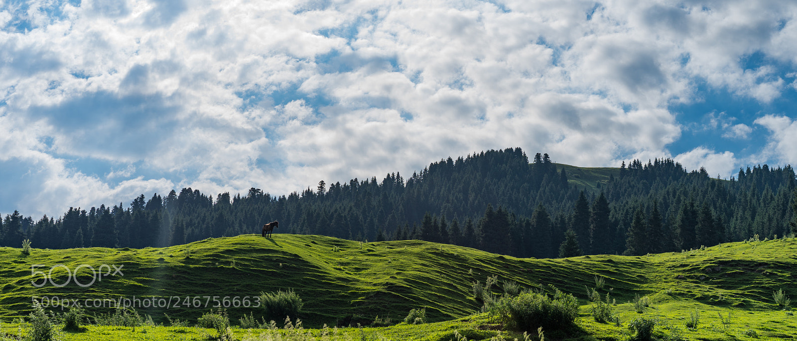 Sony a7 II sample photo. Dongdatang scenic spot 新疆东大塘景区 photography