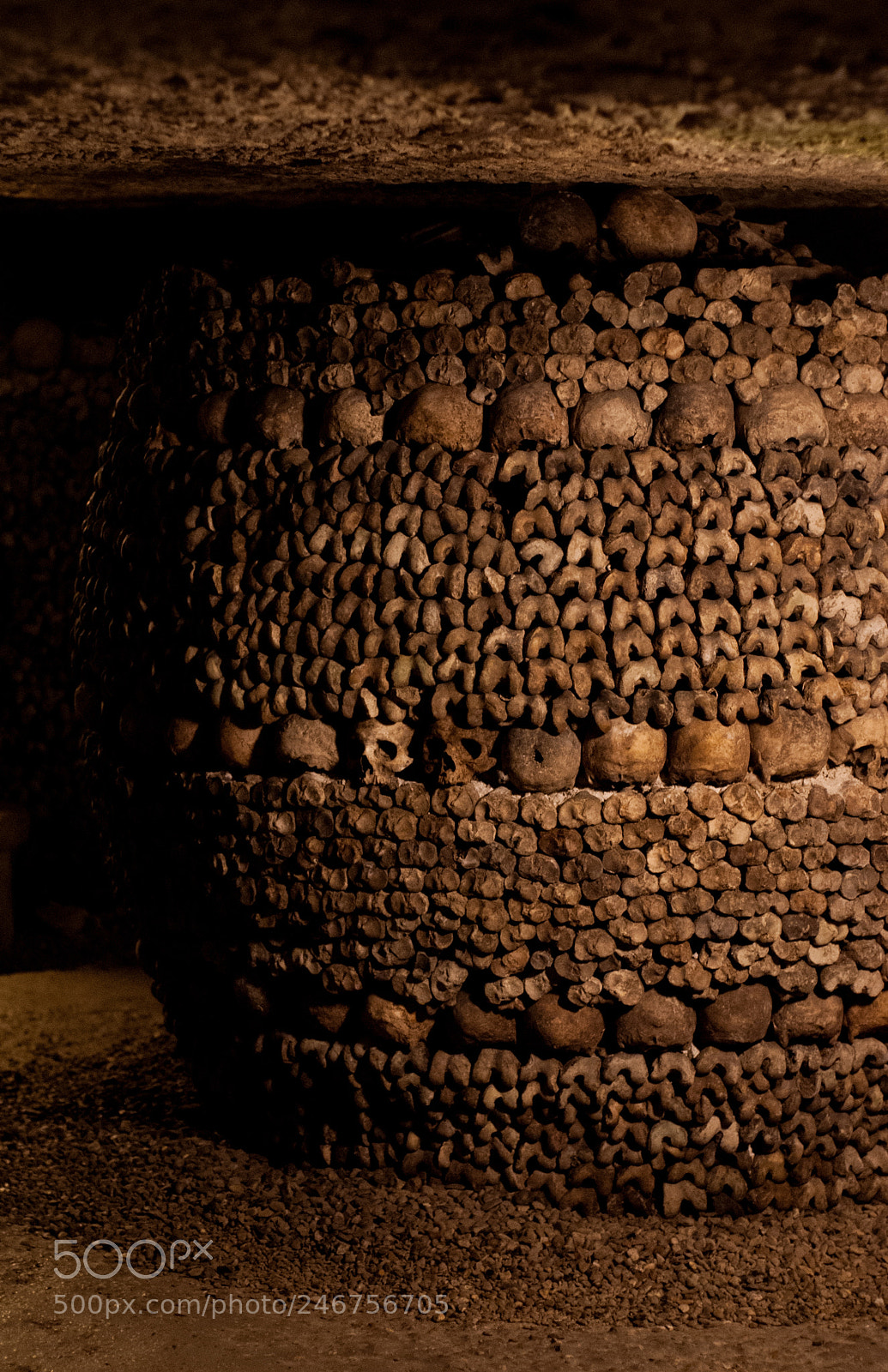 Sony Alpha DSLR-A300 sample photo. Bones on display photography