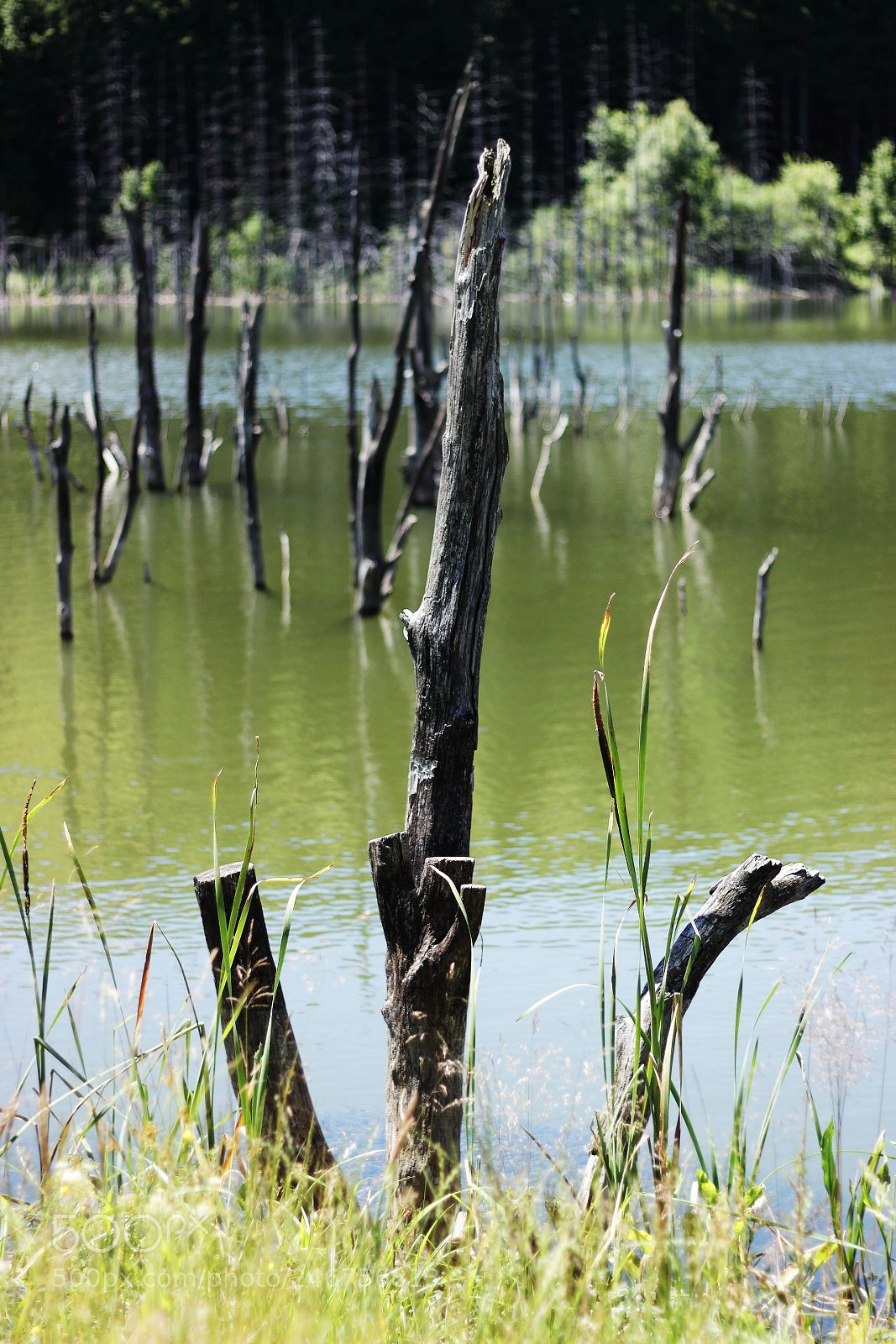 Canon EOS 600D (Rebel EOS T3i / EOS Kiss X5) sample photo. Lacul cuejdel photography