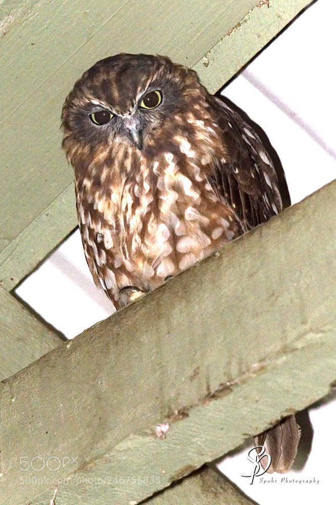 Nikon D500 sample photo. Southern boobook ninox novaeseelandiae photography