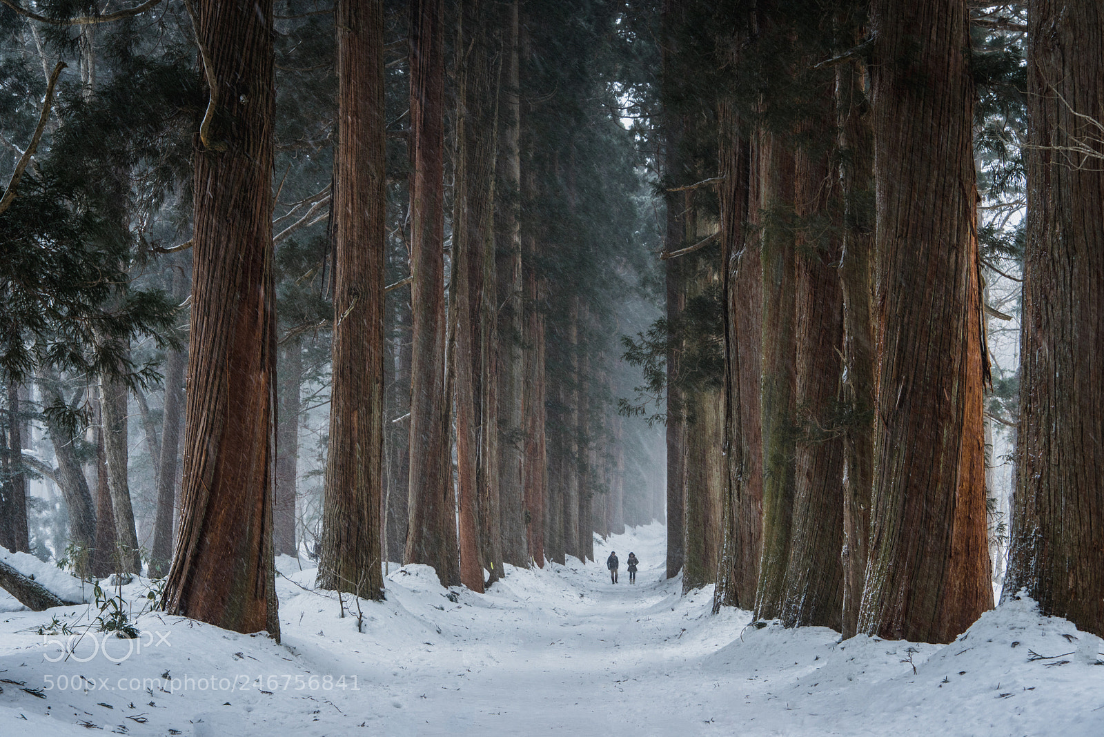 Sony a7R sample photo. Walking the trail photography