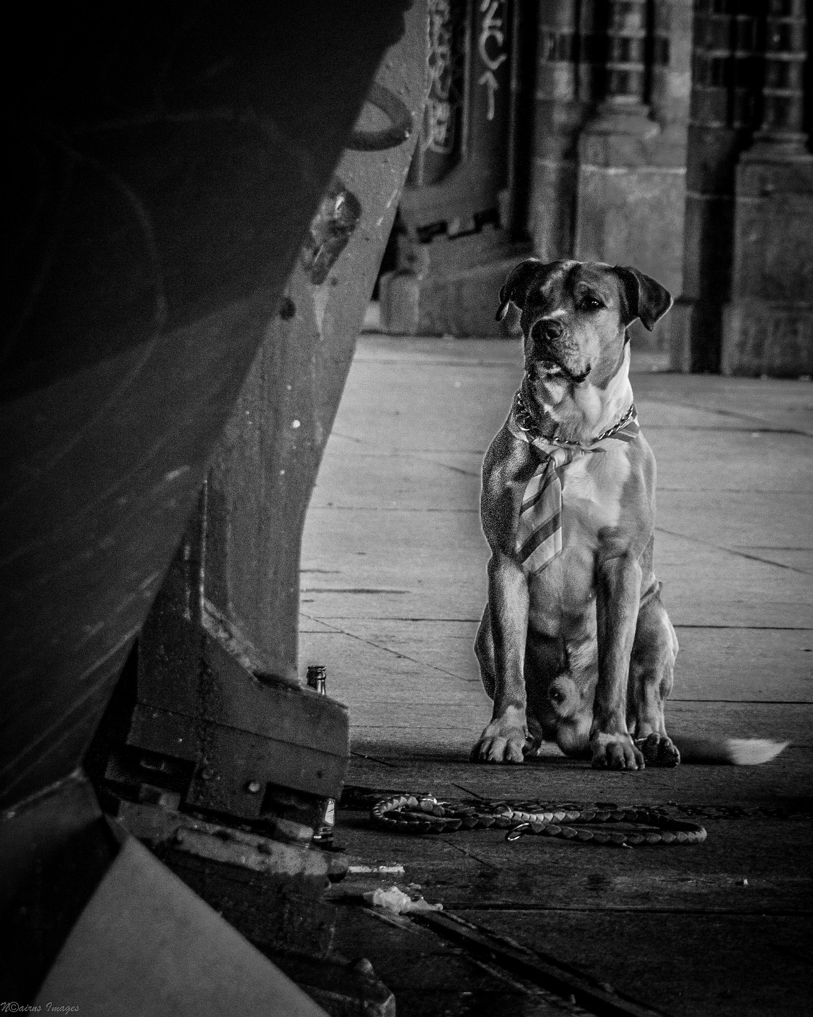 Olympus E-600 (EVOLT E-600) sample photo. A street dog wearing a tie photography