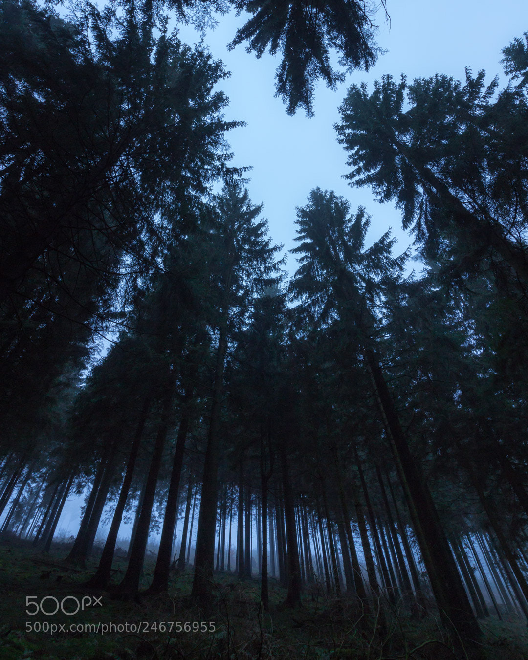 Canon EOS 700D (EOS Rebel T5i / EOS Kiss X7i) sample photo. Forest twilight ii photography
