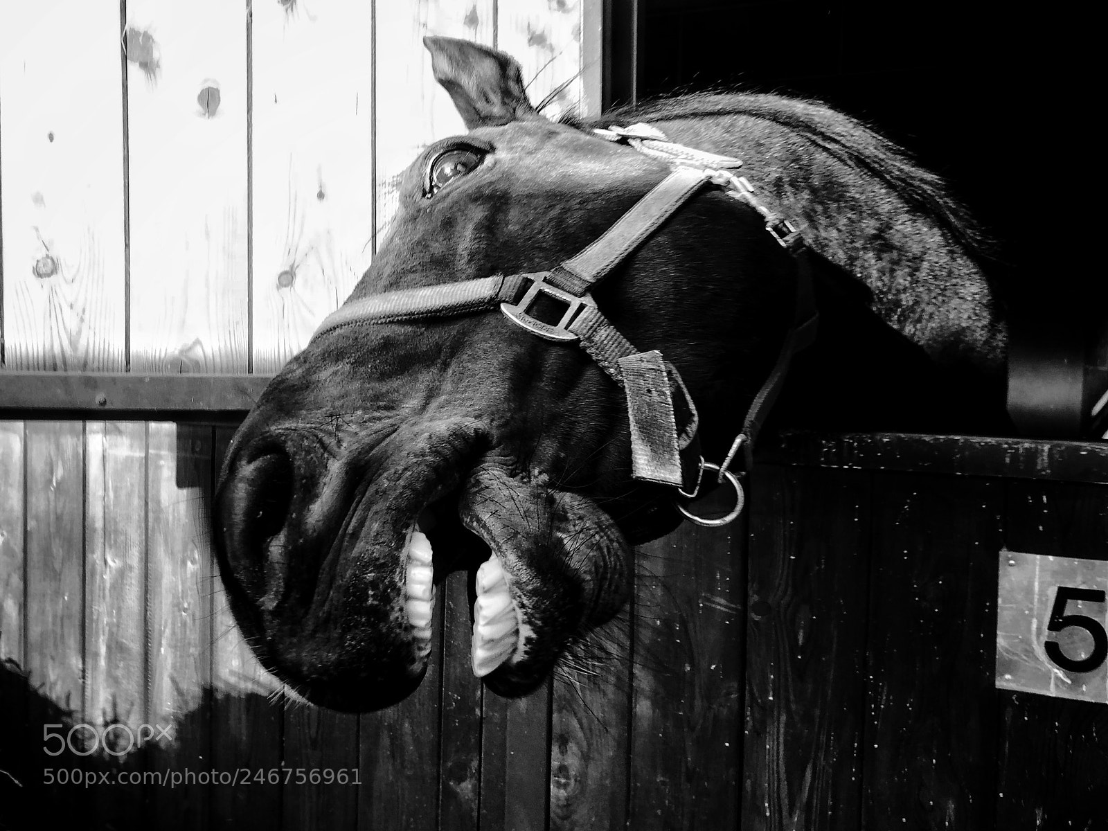 Apple iPhone 8 Plus sample photo. Pippo photography