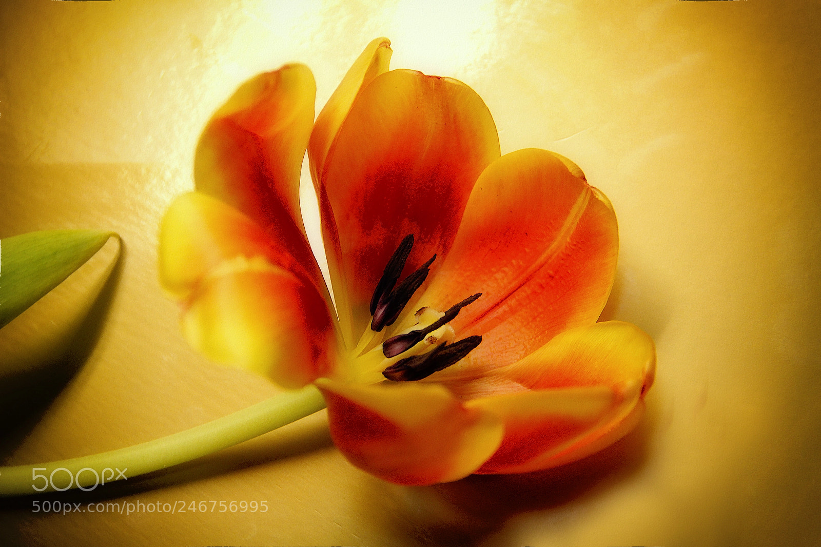 Canon EOS 60D sample photo. Golden tulip photography