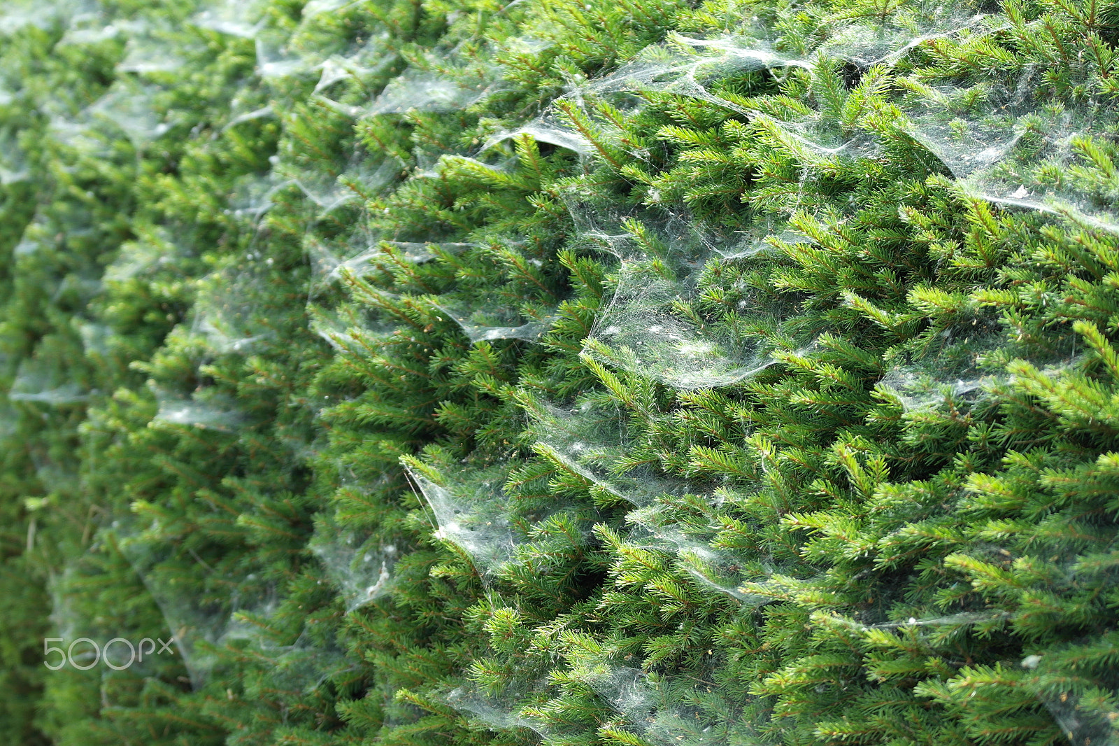 Samsung NX1100 sample photo. Green hedge with cobwebs photography