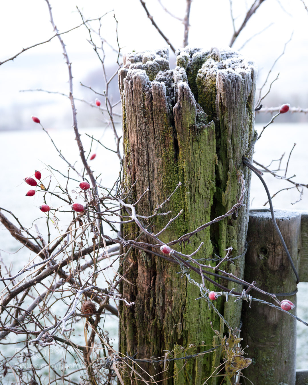 Canon EOS 700D (EOS Rebel T5i / EOS Kiss X7i) sample photo. Winter photography