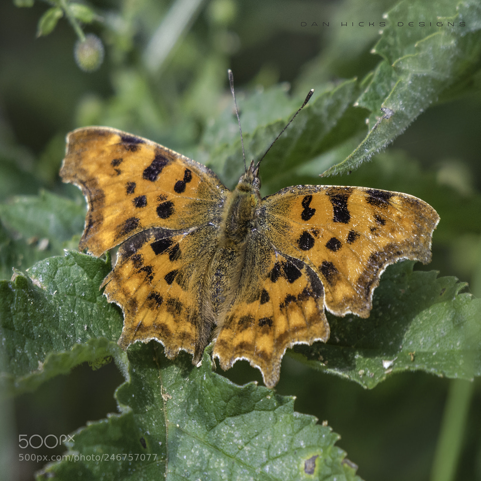 Nikon D7100 sample photo. Comma photography