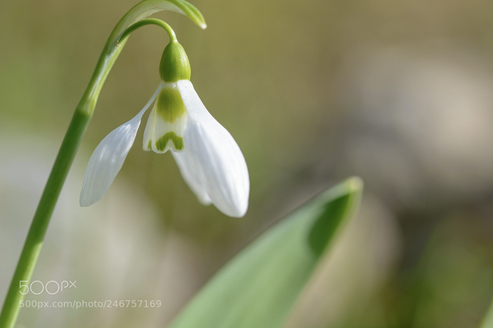 Nikon D7100 sample photo. Snowdrop photography