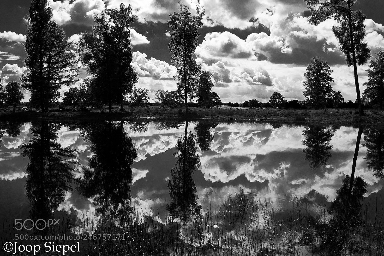 Canon EOS 50D sample photo. Reflection photography