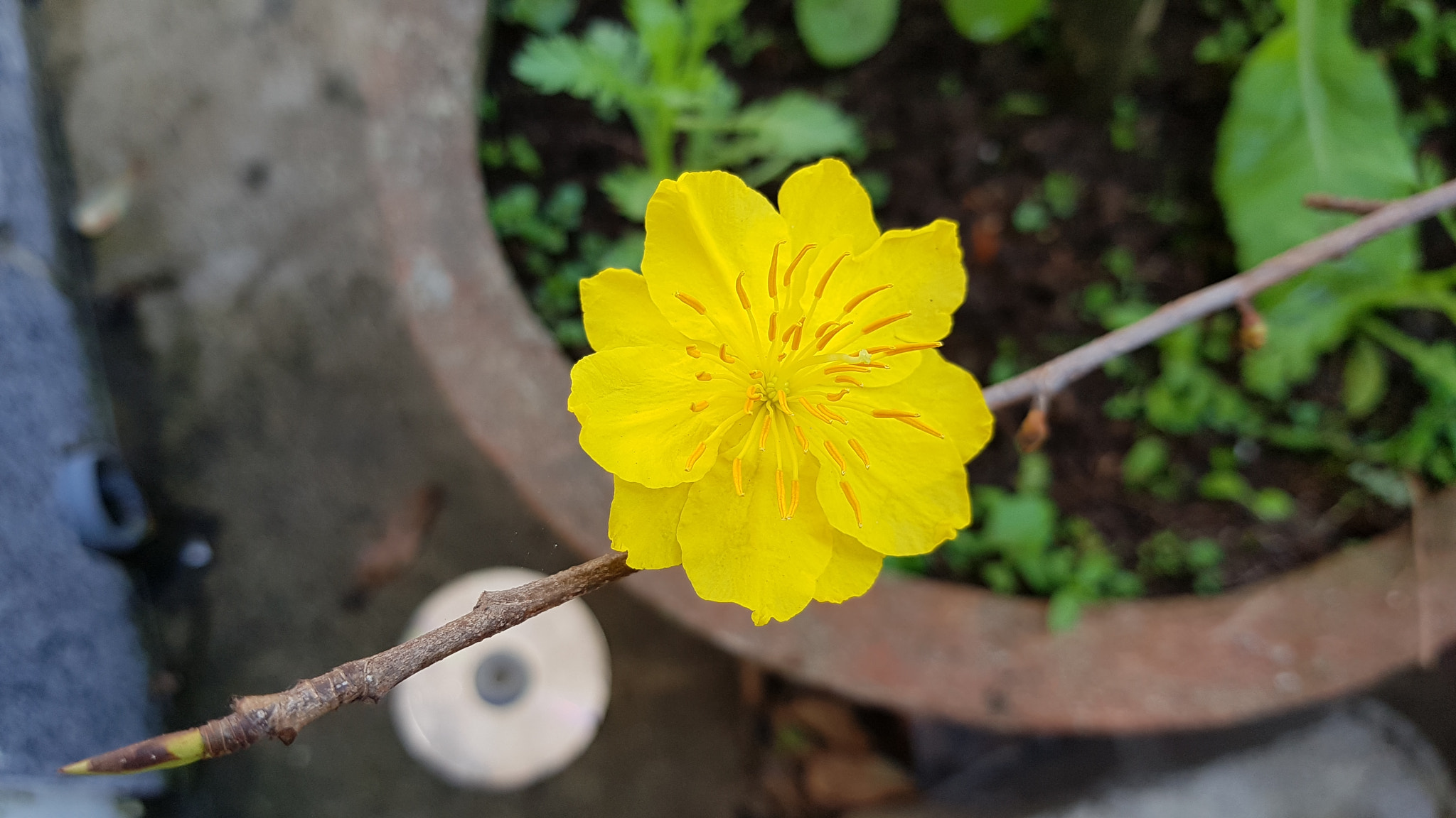 Samsung Galaxy Note Fan Edition sample photo. Symbol of spring photography