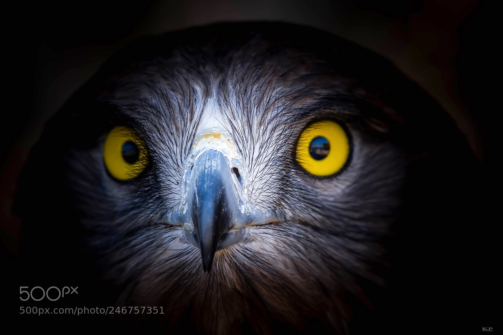 Nikon D7200 sample photo. "eyes" short-toed snake eagle photography