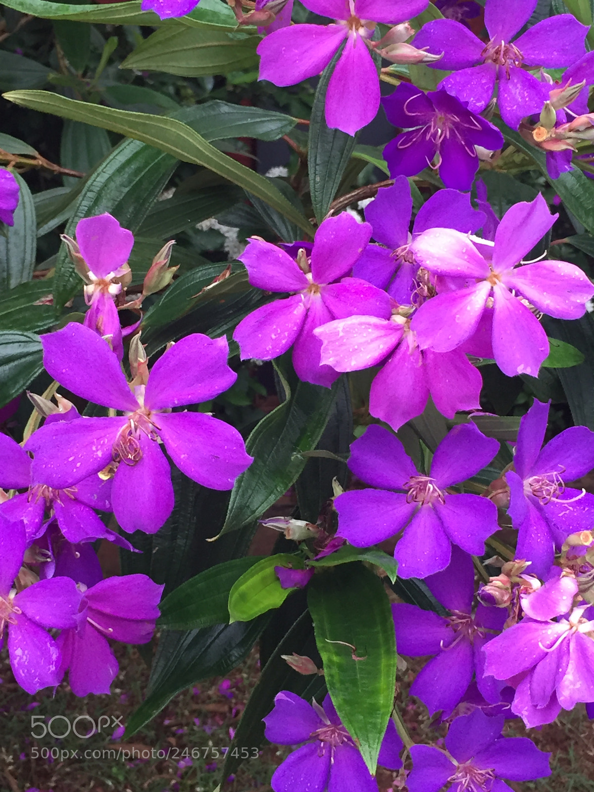 Apple iPhone 6 sample photo. Untitled photography