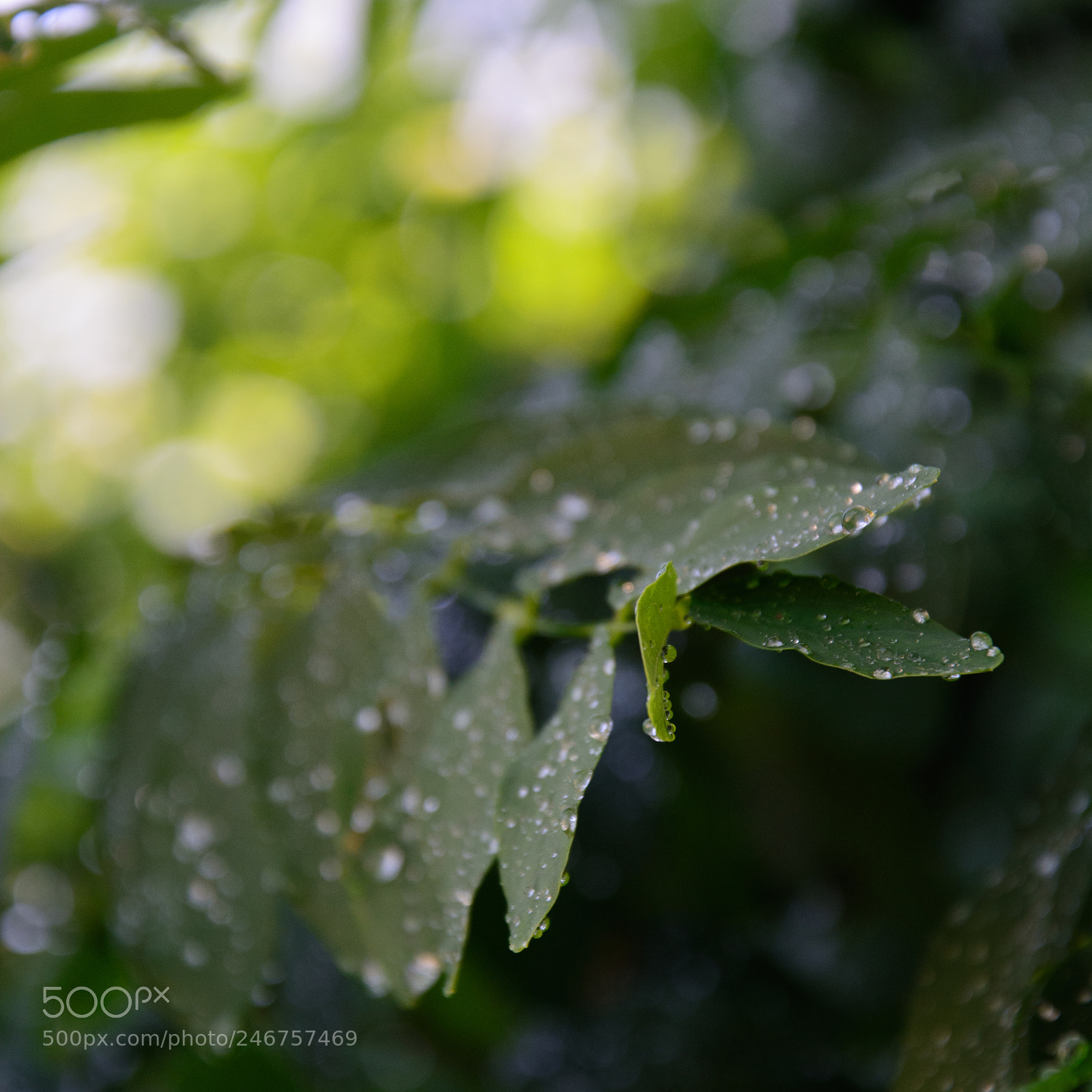 Nikon D5200 sample photo. Fresh from the shower photography