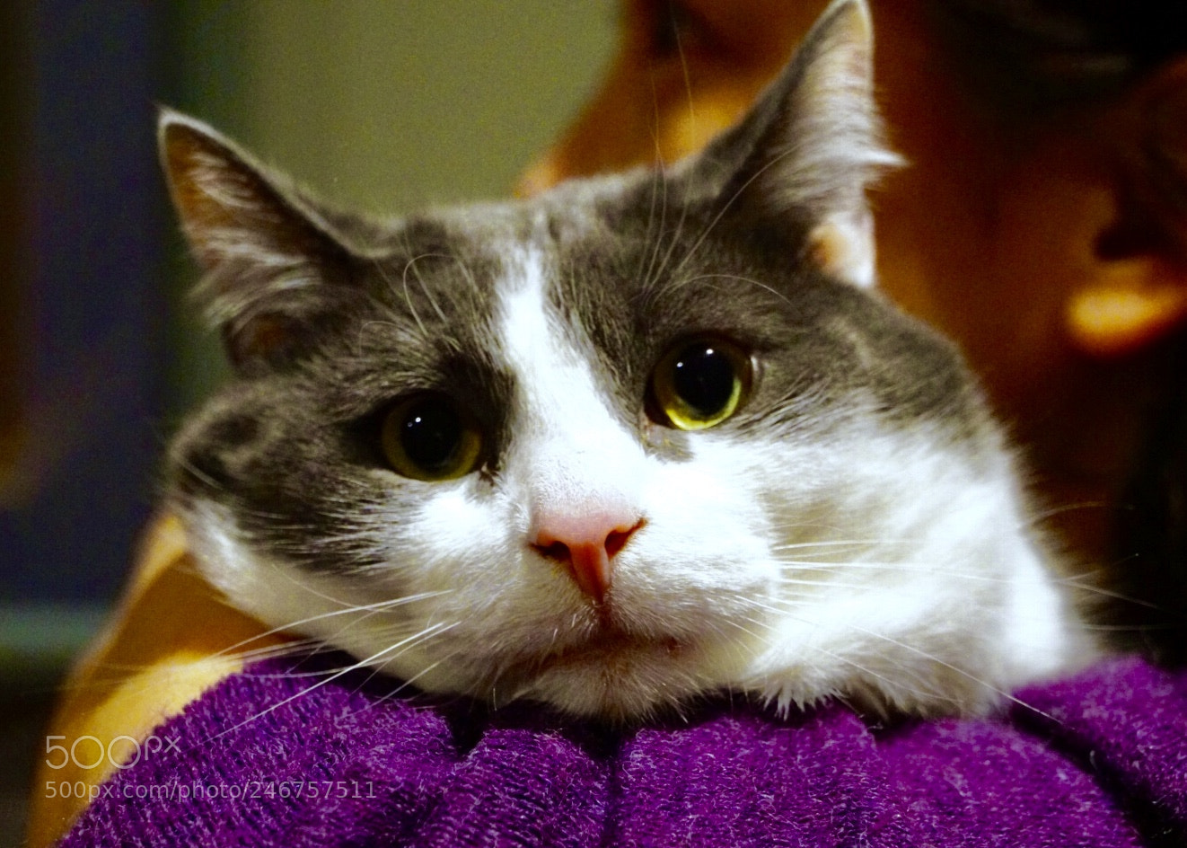 Sony a7R II sample photo. A fear cat photography