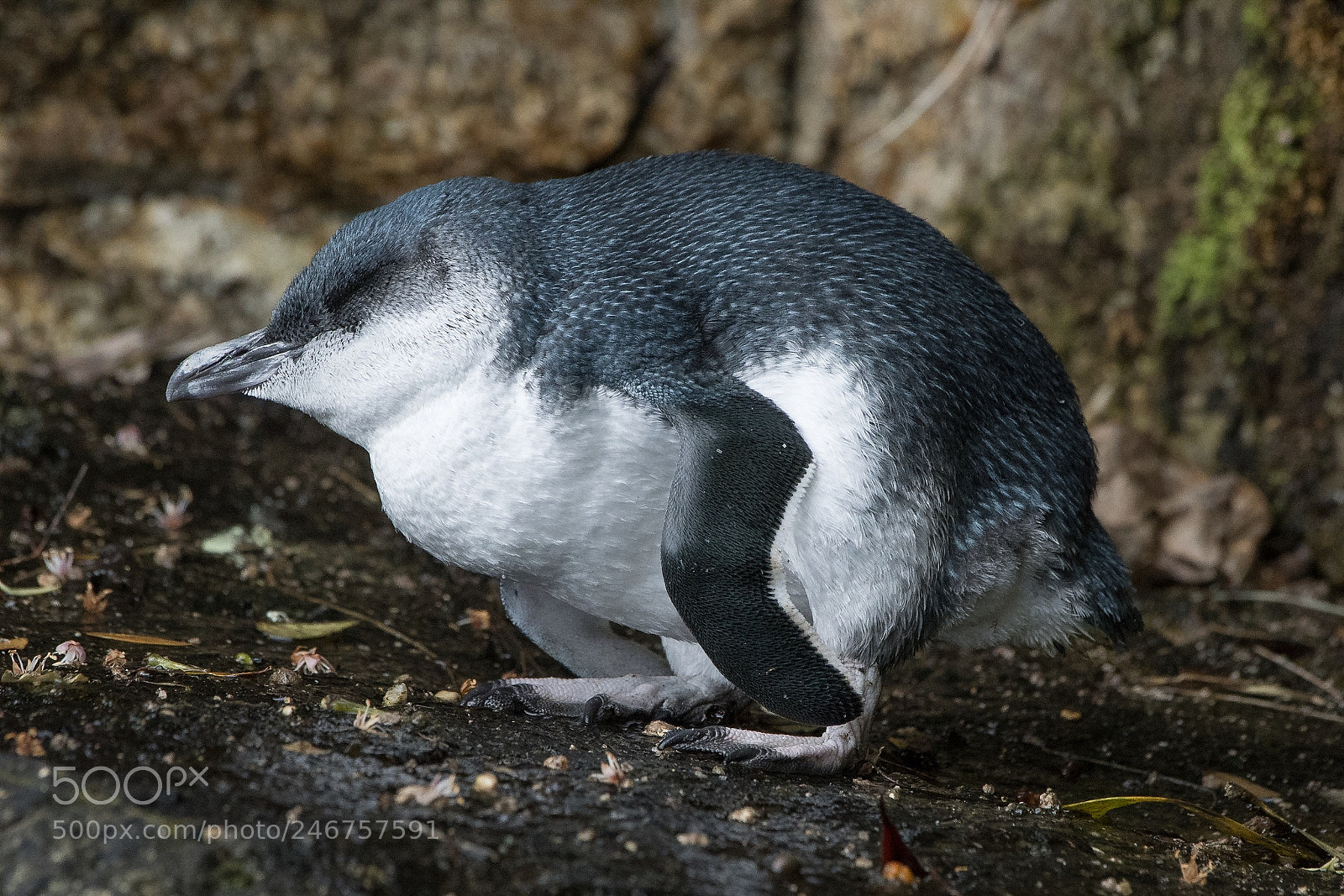 Nikon D500 sample photo. Little (blue) penguin / kororā photography