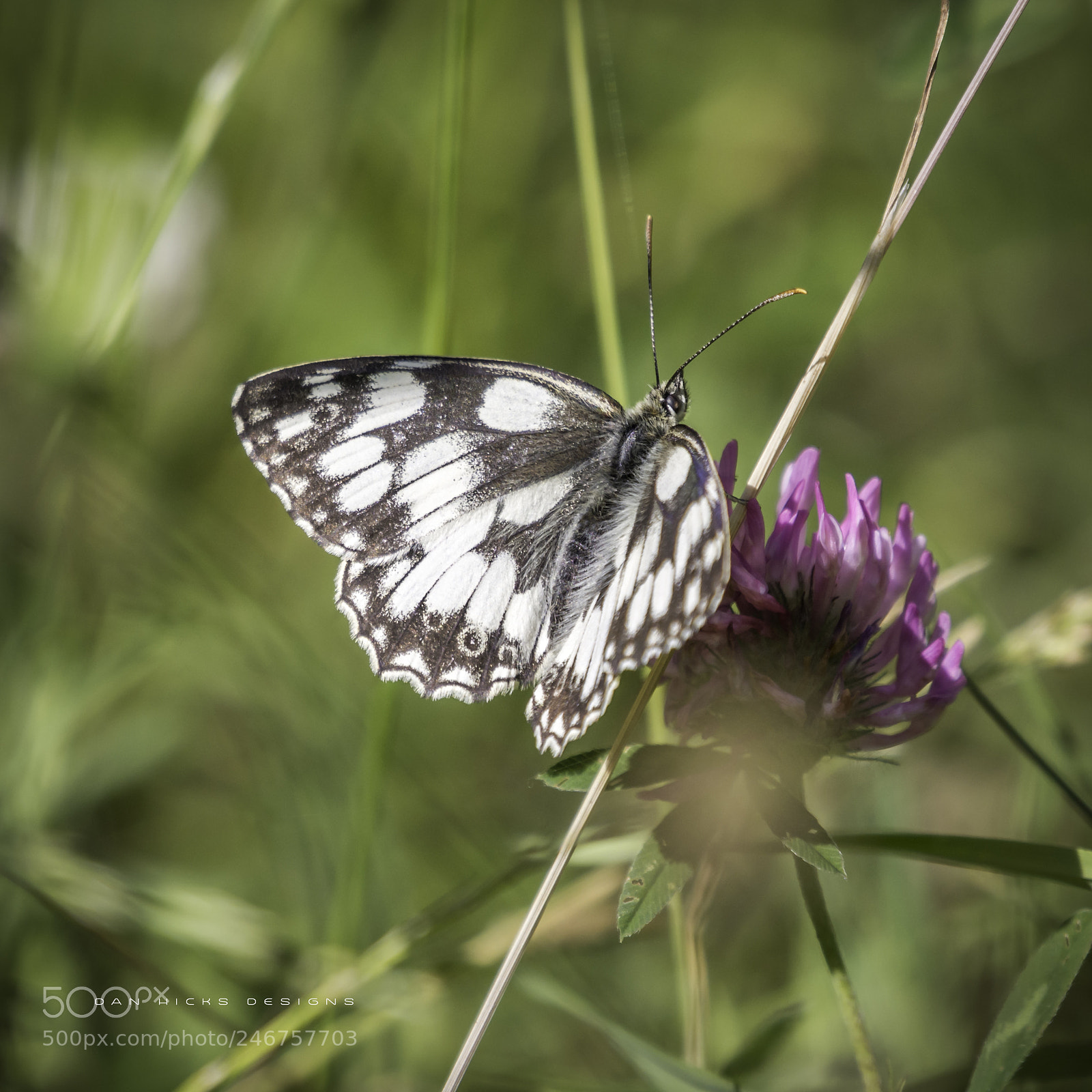 Nikon D7100 sample photo. Marbled white photography