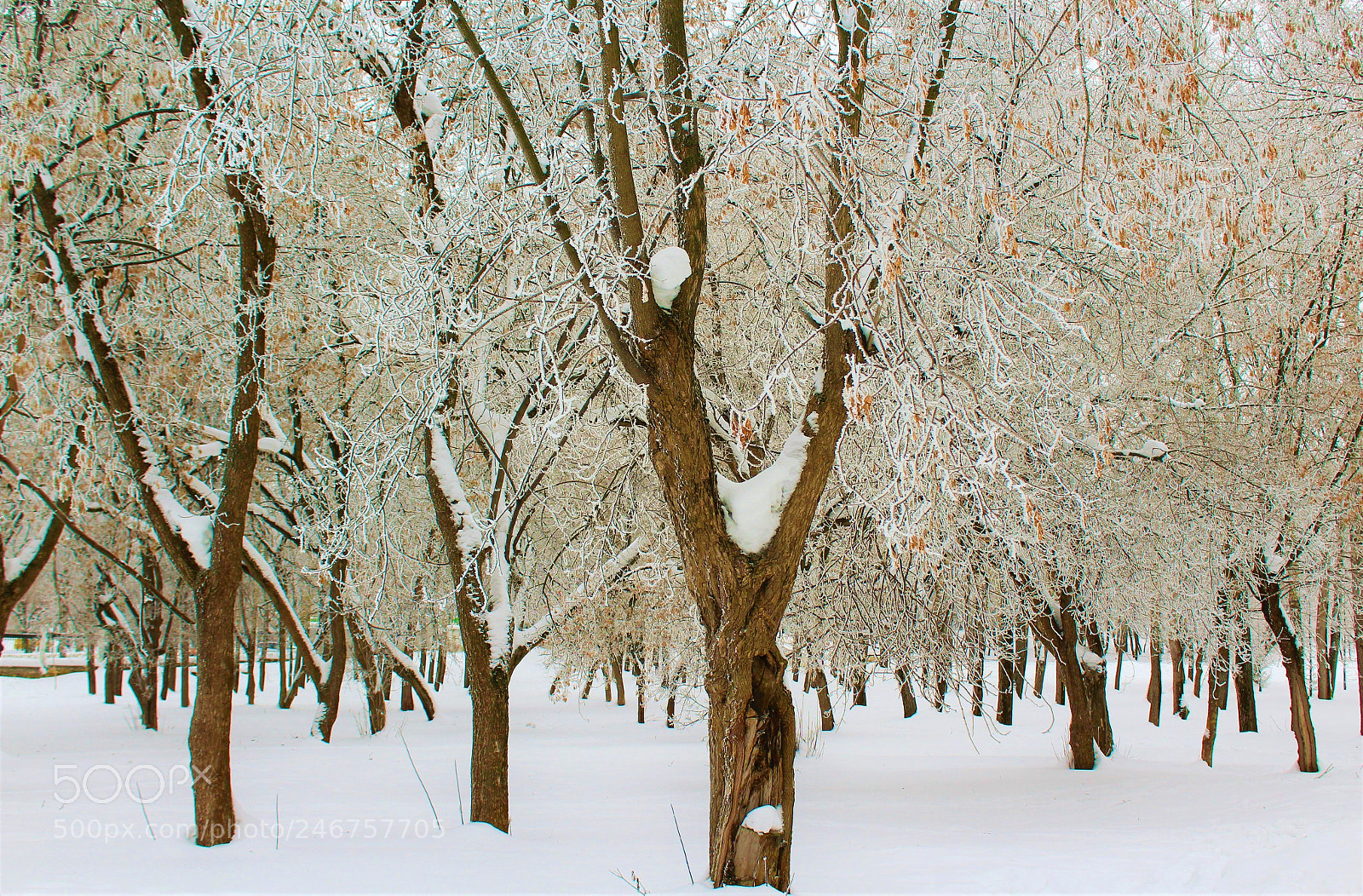 Canon EOS 1300D (EOS Rebel T6 / EOS Kiss X80) sample photo. Winter wonderland in kirov photography