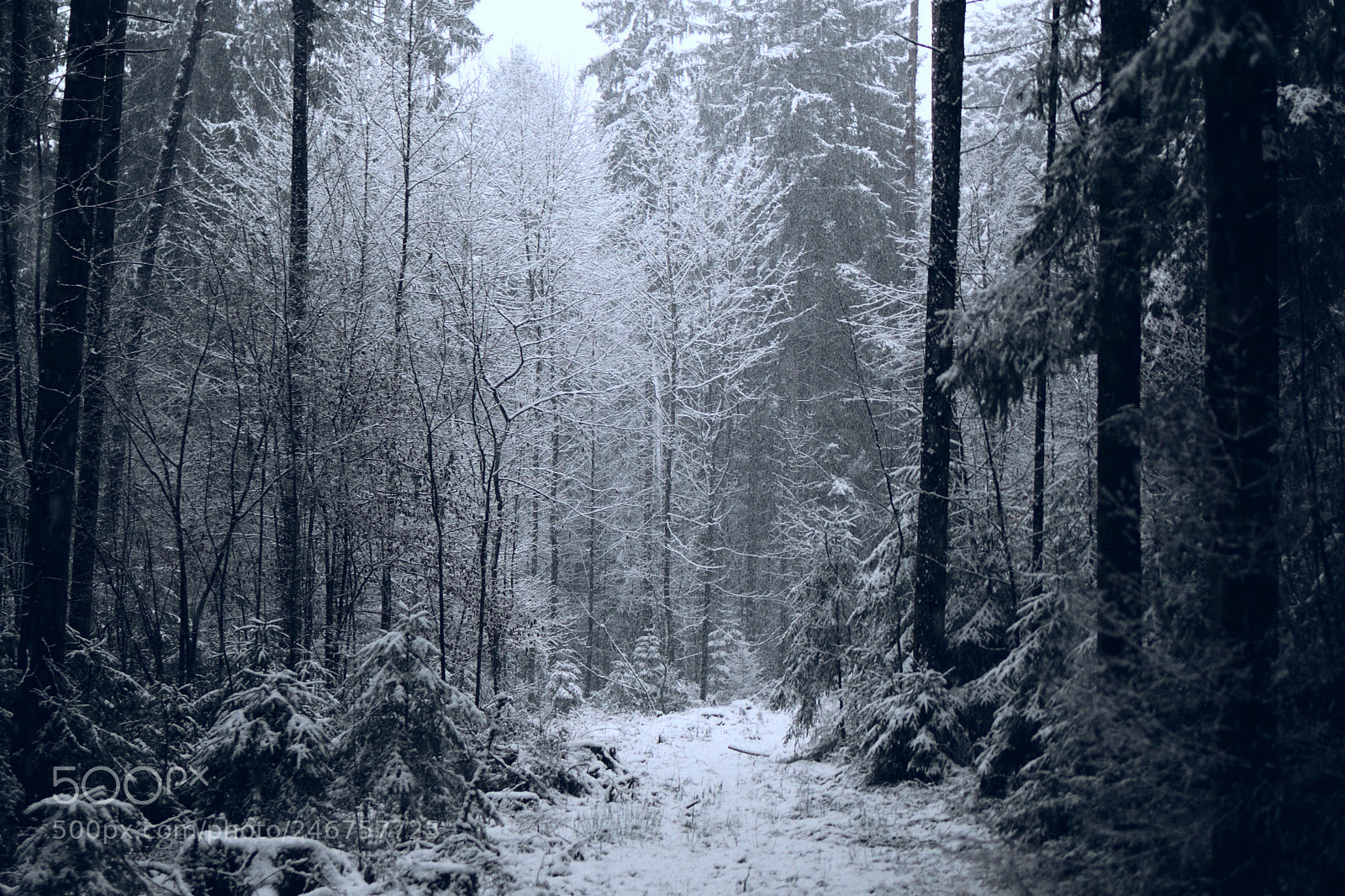 Nikon D7500 sample photo. Black and white forest photography