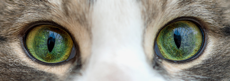 Nikon D750 sample photo. Cat's eyes.jpg photography