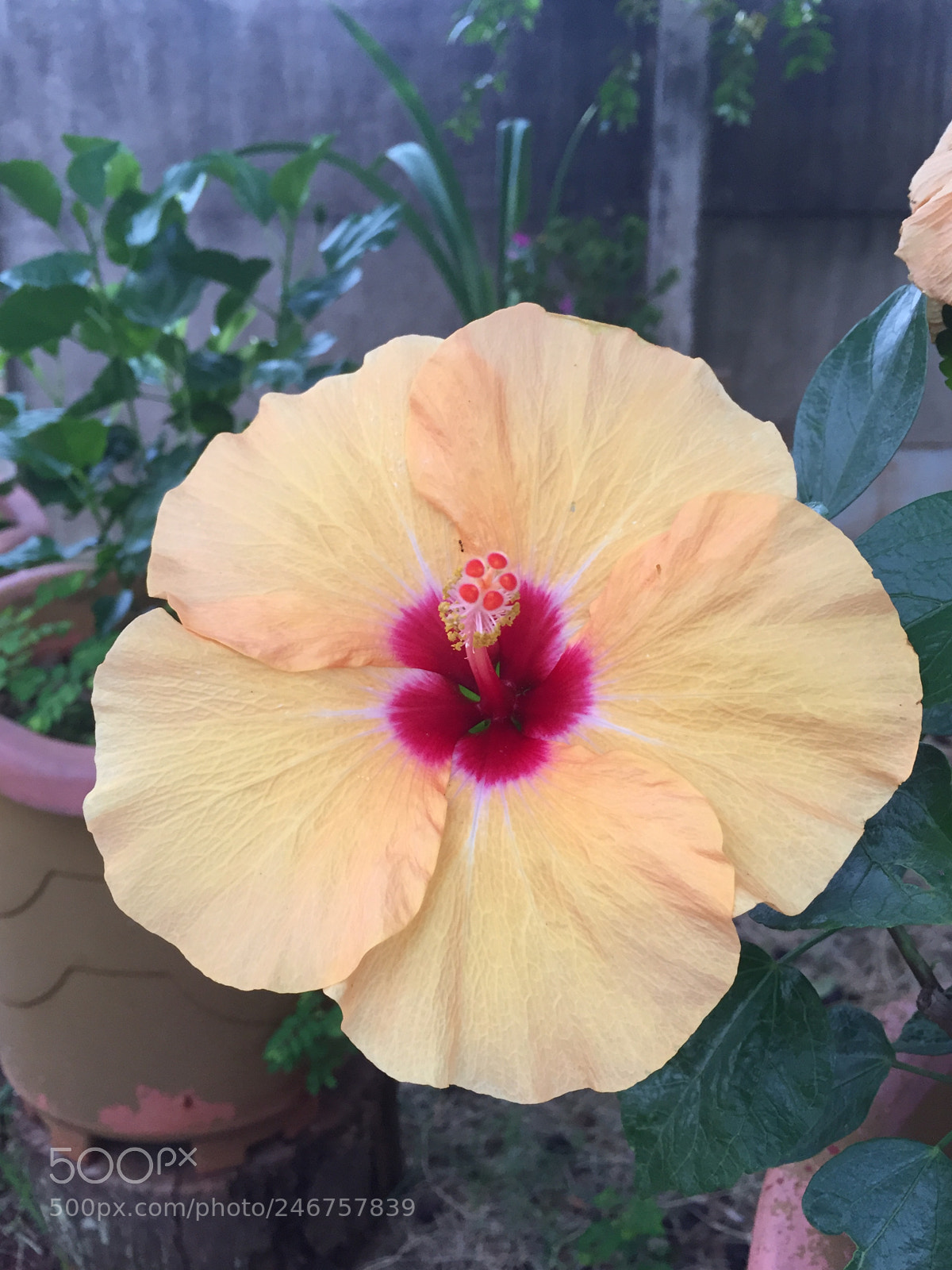 Apple iPhone 6 sample photo. Untitled photography